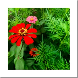 Red zinnia flower in the bush Posters and Art